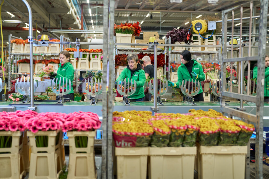 Medewerkers van Ruigrok in groene bedrijfskleding sorteren en verwerken bloemen aan de productielijn in de hal